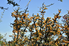 Condalia microphylla