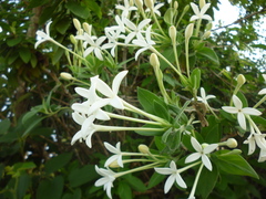 Bouvardia longiflora