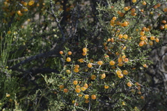 Condalia microphylla