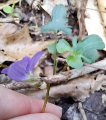 Viola triloba