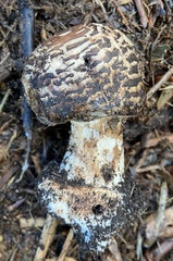 Chlorophyllum brunneum