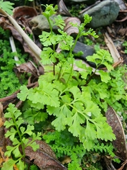 Anogramma leptophylla image