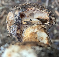 Chlorophyllum brunneum