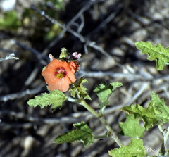Sphaeralcea crispa
