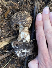 Chlorophyllum brunneum