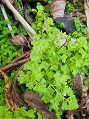 Anogramma leptophylla image