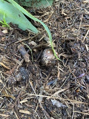 Chlorophyllum brunneum