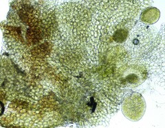 Frullania bolanderi