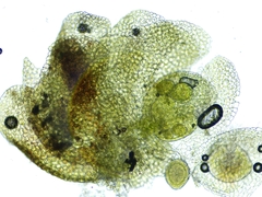 Frullania bolanderi