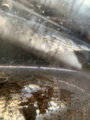 Etheostoma flabellare