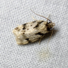 Barea basigramma