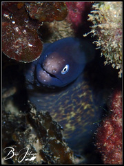 Gymnothorax thyrsoideus