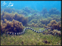 Laticauda saintgironsi