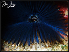 Phoronis