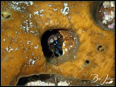 Odontodactylus scyllarus