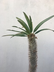Satranala