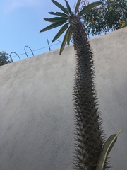 Satranala