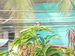 Lonchura atricapilla