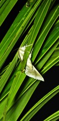 Poaphilini