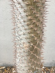 Satranala