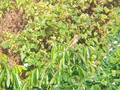 Lanius cristatus