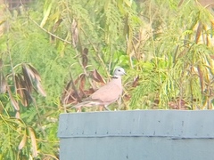 Streptopelia tranquebarica