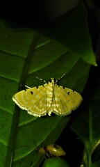 Notarcha aurolinealis