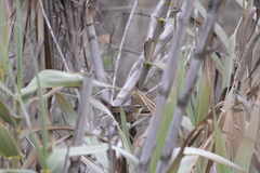 Phleocryptes melanops