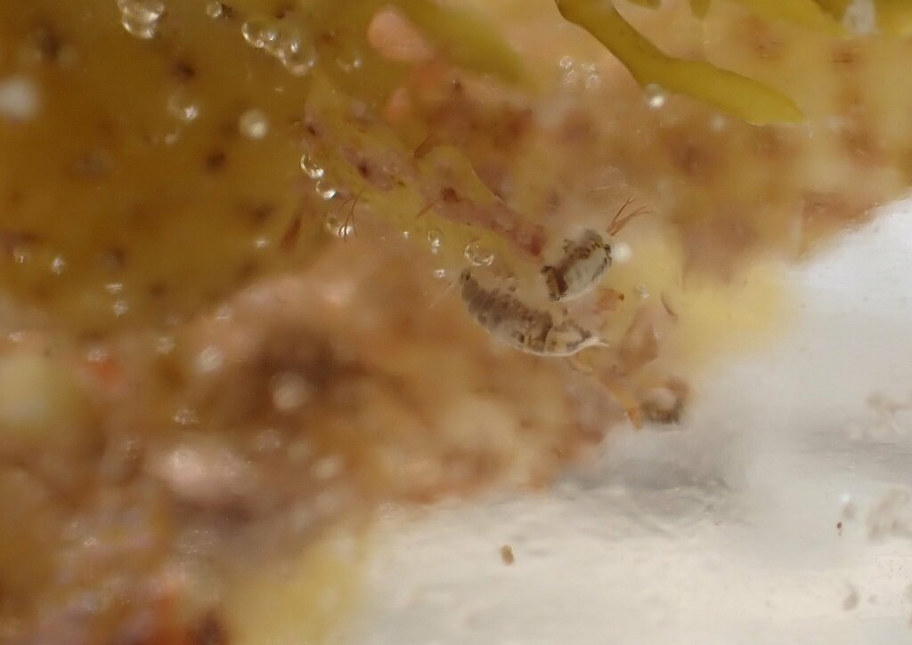 Sphaeromopsis