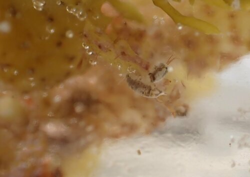 Sphaeromopsis