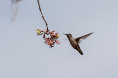 Coursetia glandulosa