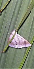 Poaphilini
