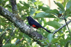 Hypopyrrhus pyrohypogaster