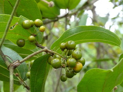 Smilax mollis
