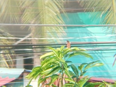 Lonchura atricapilla