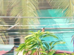 Lonchura atricapilla