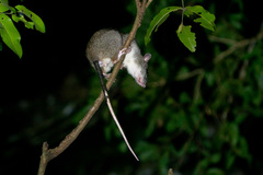 Uromys caudimaculatus