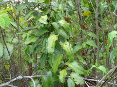Smilax mollis