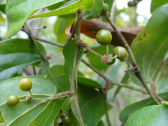 Smilax mollis