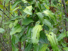 Smilax mollis