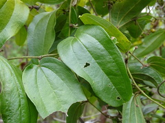 Smilax mollis
