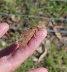 Elhamma australasiae