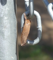 Elhamma australasiae