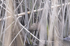 Phleocryptes melanops