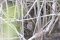 Phleocryptes melanops