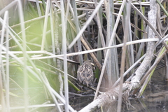 Phleocryptes melanops