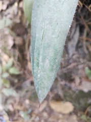 Agave maximiliana
