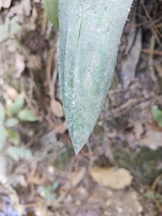 Agave maximiliana