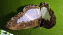 Lemoniadina