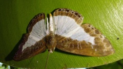 Lemoniadina